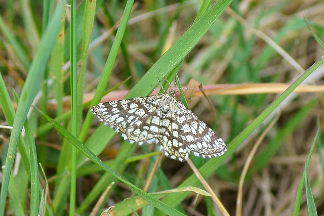 Gitterspanner (Chiasmia clathrata)