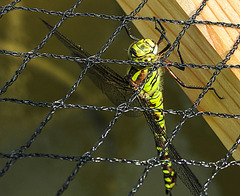 20200816 9616CPw [D~LIP] Blaugrüne Mosaikjungfer (Aeshna cyanea) [w] , Bad Salzuflen