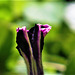 Petunia