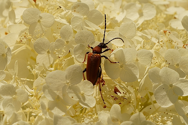 Kleiner Bockkäfer auf weißer Hortensie II