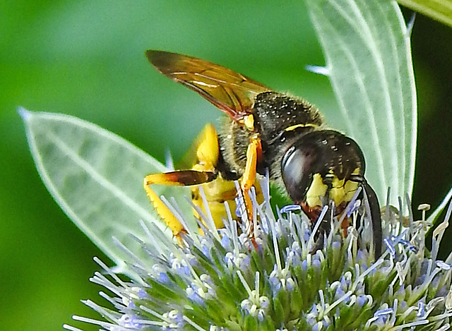 20230720 2677CPw [D~LIP] Flachblättriger Mannstreu (Eryngium planum), Bienenwolf (Philantus triangulum), Bad Salzuflen