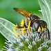 20230720 2677CPw [D~LIP] Flachblättriger Mannstreu (Eryngium planum), Bienenwolf (Philantus triangulum), Bad Salzuflen
