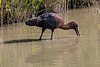 parc ornithologique de Pont de Gau (Camargue)