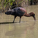 parc ornithologique de Pont de Gau (Camargue)