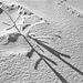 Shadow in the Snow 06