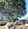 Rocks And Trees.