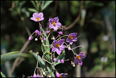 Solanum glaucophyllum (12)