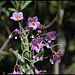 Solanum glaucophyllum (12)