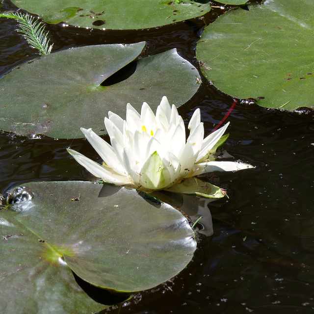 Water lily