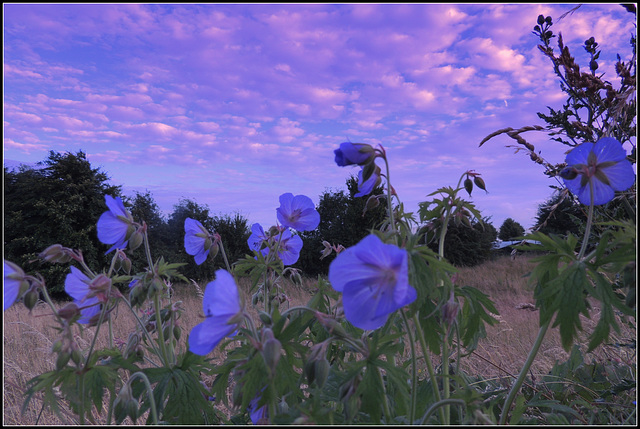 Malva  Neglecta