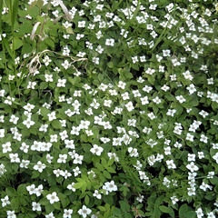 Dwarf Dogwood