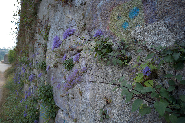 Trachelium caeruleum, Porto