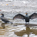 Cormorants on the weir, River Dee, Cheaster