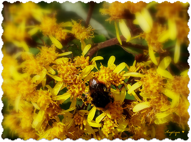 Pour Lucette ...........♥ Pour Lucette ...........♥