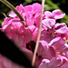 The pink geranium is growing so fast