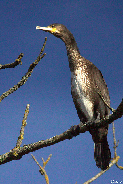 Grand Cormoran