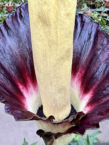 Hortus Botanicus 2023 – Flowering of two Amorphophallus Gigas