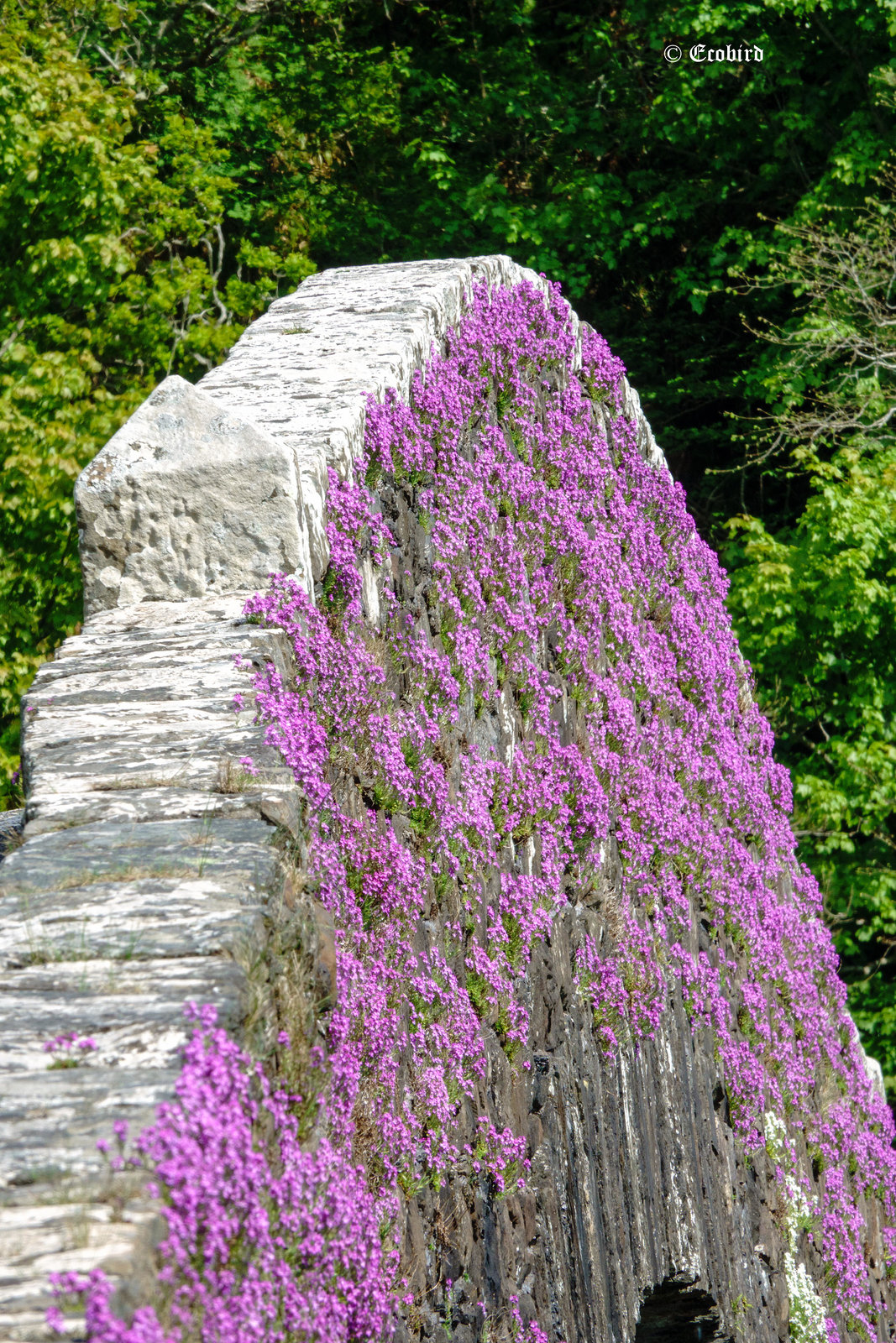 Fairy Foxglove Bridge