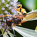 20230720 2679CPw [D~LIP] Flachblättriger Mannstreu (Eryngium planum), Nienenwolf (Philantus triangulum), Bad Salzuflen