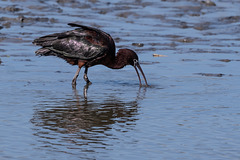 parc ornithologique de Pont de Gau (Camargue)