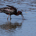 parc ornithologique de Pont de Gau (Camargue)