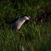 Black-crowned Night-Heron