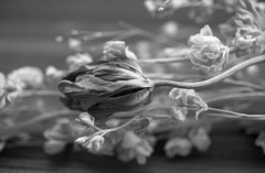 Dry flowers