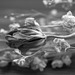 Dry flowers