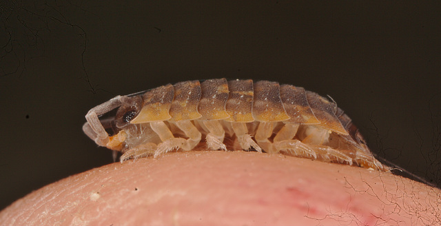 IMG 0102woodlouse