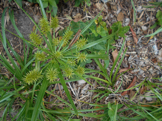 DSCN1356 - gafanhoto em Cyperus hermaphroditus, Cyperaceae