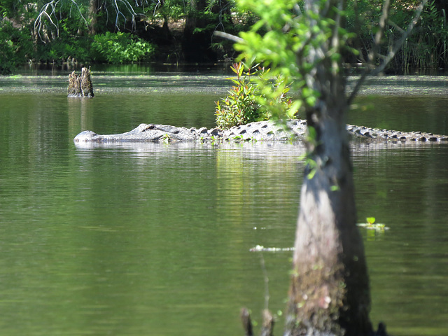 Alligator enjoying morning sunshine