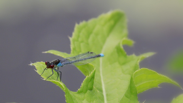 Agrion