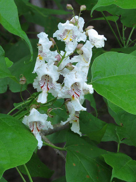 Catalpa flowers