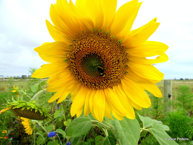 Sunflower