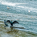 Cormorants on the weir, River Dee, Chester