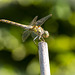 Sumpf-Heidelibelle/Spotted Darter/Sympetrum depressiusculum