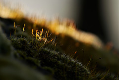 Those Wonderous Little Mossy Landscapes!!