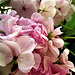 The pink geranium mixing with the white