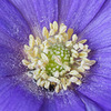 Anemone Blanda (blue-flowered) - Close Up