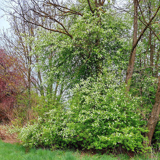 Gewöhnliche Traubenkirsche (Prunus padus L., Syn.: u. a. Padus avium Mill., Padus racemosa Lam.)