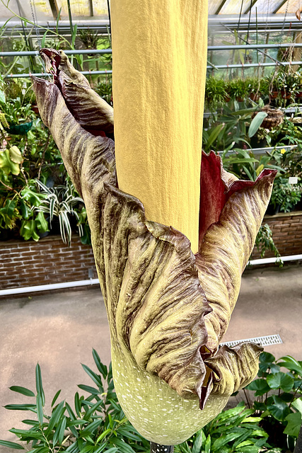 Hortus Botanicus 2023 – Flowering of two Amorphophallus Gigas