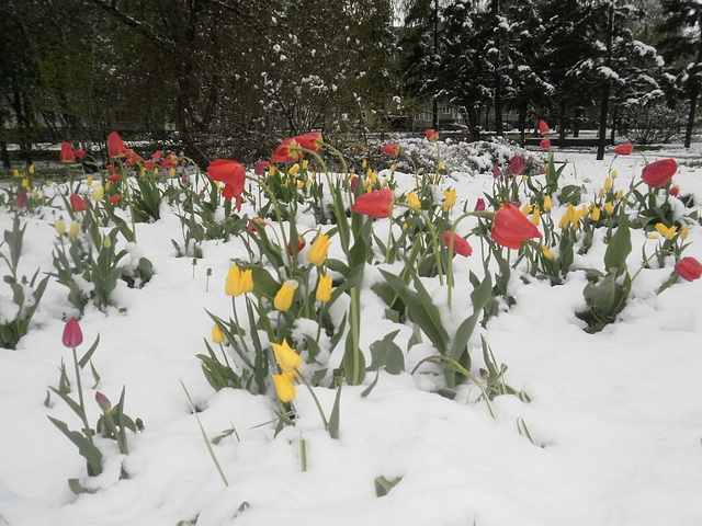 Tulpen