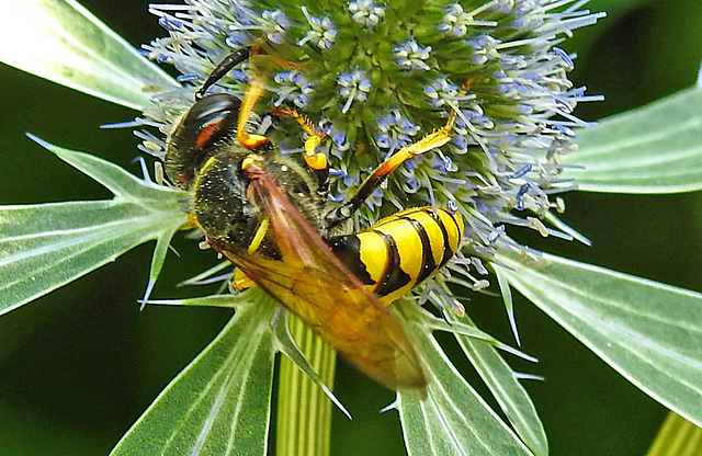 20230720 2681CPw [D~LIP] Flachblättriger Mannstreu (Eryngium planum), Nienenwolf (Philantus triangulum), Bad Salzuflen