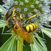 20230720 2681CPw [D~LIP] Flachblättriger Mannstreu (Eryngium planum), Nienenwolf (Philantus triangulum), Bad Salzuflen