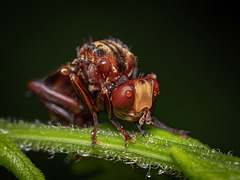 Thickheaded fly