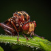 Thickheaded fly