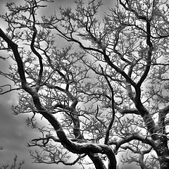 On a Pale Afternoon 03