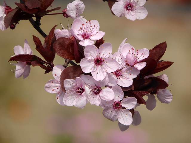 Ritratto di primavera