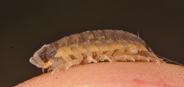 IMG 0103woodlouse