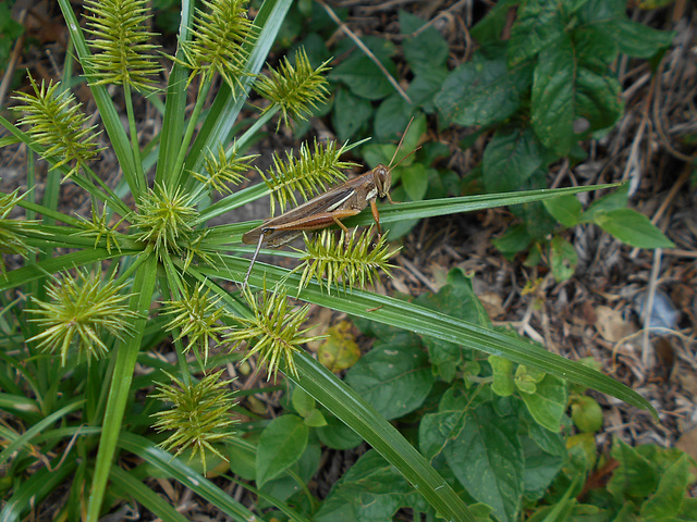 DSCN1357 - gafanhoto em  Cyperus hermaphroditus, Cyperaceae